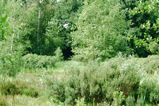 heemtuin_225x150_037.jpg