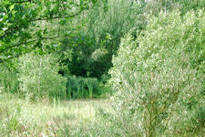 heemtuin_225x150_039.jpg
