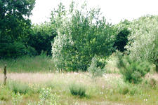 heemtuin_225x150_040.jpg