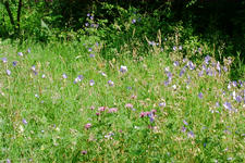 heemtuin_225x150_049.jpg