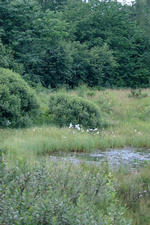 heemtuin_150x225_008.jpg