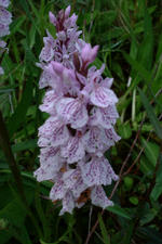 heemtuin_150x225_010.jpg