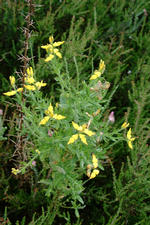 heemtuin_150x225_011.jpg