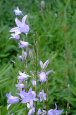 heemtuin_150x225_013.jpg