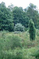 heemtuin_150x225_017.jpg