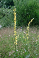 heemtuin_150x225_022.jpg
