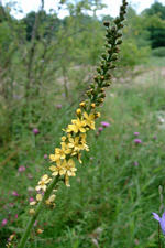 heemtuin_150x225_029.jpg