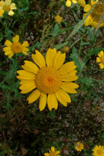 heemtuin_150x225_033.jpg