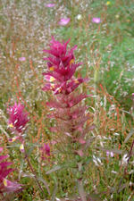 heemtuin_150x225_035.jpg