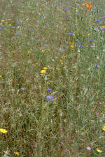 heemtuin_150x225_036.jpg