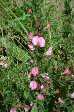 heemtuin_150x225_048.jpg