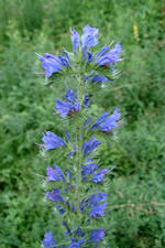 heemtuin_150x225_049.jpg