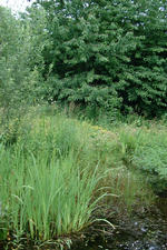 heemtuin_150x225_051.jpg