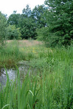 heemtuin_150x225_054.jpg