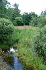 heemtuin_150x225_055.jpg
