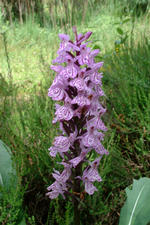 heemtuin_150x225_057.jpg