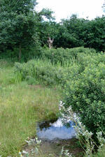 heemtuin_150x225_062.jpg