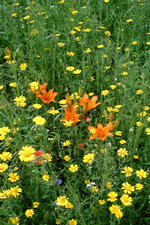 heemtuin_150x225_066.jpg