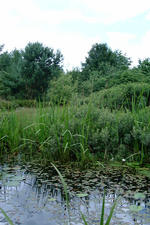 heemtuin_150x225_069.jpg