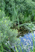heemtuin_150x225_070.jpg