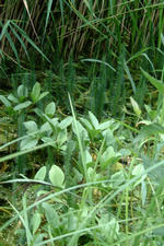 heemtuin_150x225_073.jpg