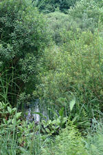heemtuin_150x225_074.jpg