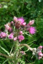 heemtuin_150x225_078.jpg