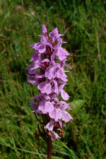 heemtuin_150x225_083.jpg