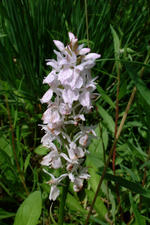 heemtuin_150x225_085.jpg