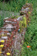 heemtuin_150x225_094.jpg