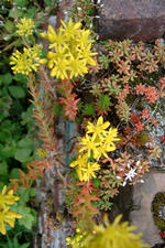 heemtuin_150x225_095.jpg