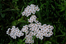 heemtuin_225x150_001.jpg