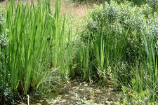 heemtuin_225x150_003.jpg