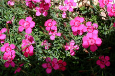 heemtuin_225x150_004.jpg