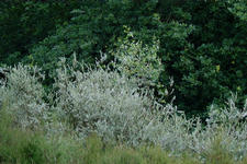 heemtuin_225x150_006.jpg