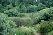 heemtuin_225x150_015.jpg