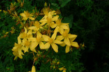 heemtuin_225x150_016.jpg
