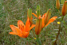 heemtuin_225x150_034.jpg