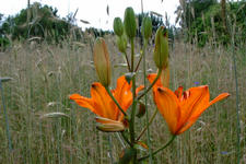 heemtuin_225x150_037.jpg