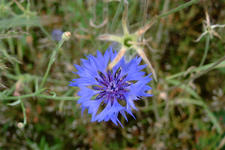heemtuin_225x150_039.jpg