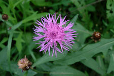 heemtuin_225x150_044.jpg
