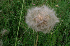 heemtuin_225x150_046.jpg