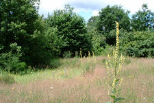 heemtuin_225x150_047.jpg