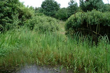 heemtuin_225x150_050.jpg