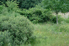 heemtuin_225x150_060.jpg
