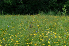 heemtuin_225x150_063.jpg