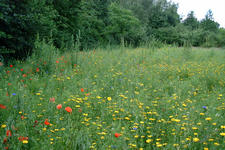 heemtuin_225x150_071.jpg