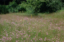 heemtuin_225x150_081.jpg