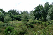 heemtuin_225x150_093.jpg