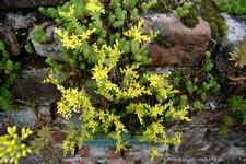 heemtuin_225x150_097.jpg